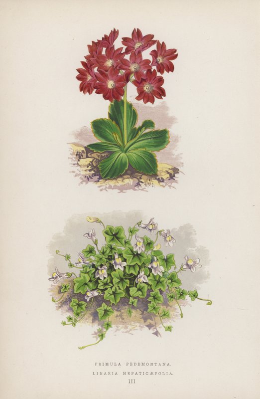 Primula Pedemontana; Linaria Hepaticaefolia door English School