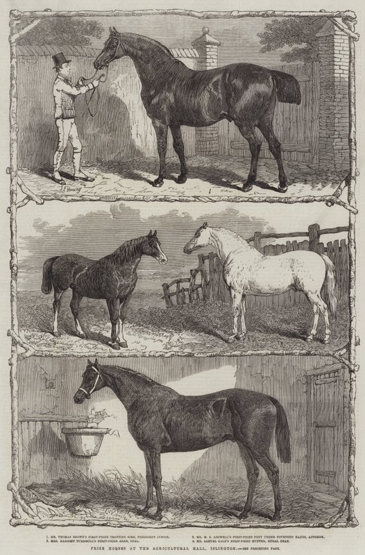 Prijswinnaars op de Agricultural Hall, Islington (gravure) door English School