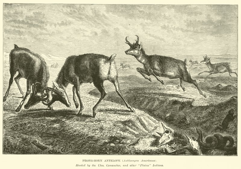 Pronghorn-antilope, Antilocapra americana door English School