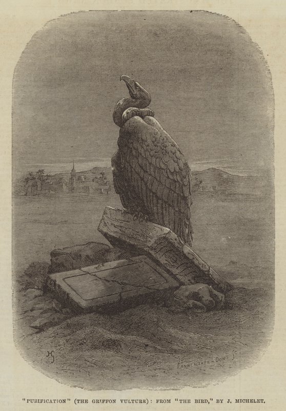 "Zuivering" (De Griffon Gier), uit "De Vogel," door J Michelet (gravure) door English School
