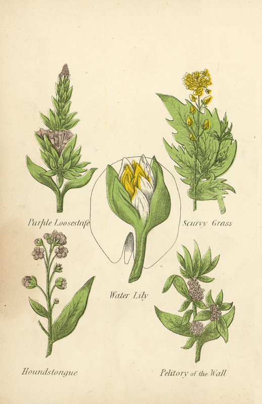 Paarse Kattenstaart, Scheurbuikgras, Waterlelie, Hondstong, Muurpeper (kleur litho) door English School