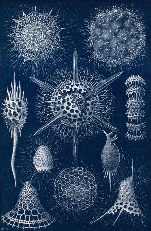 Radiolarians door English School