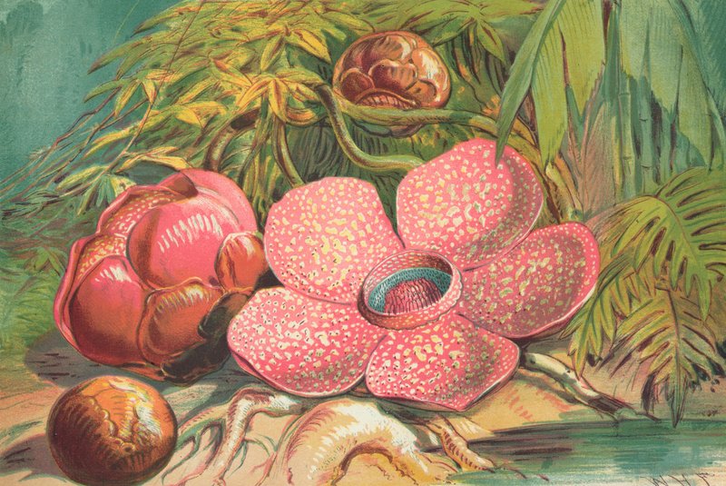 Rafflesia Arnoldii, reuzenbloem van de regenwouden van Sumatra door English School