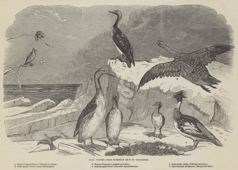 Zeldzame wintervogels onlangs geschoten in Yorkshire (gravure) door English School