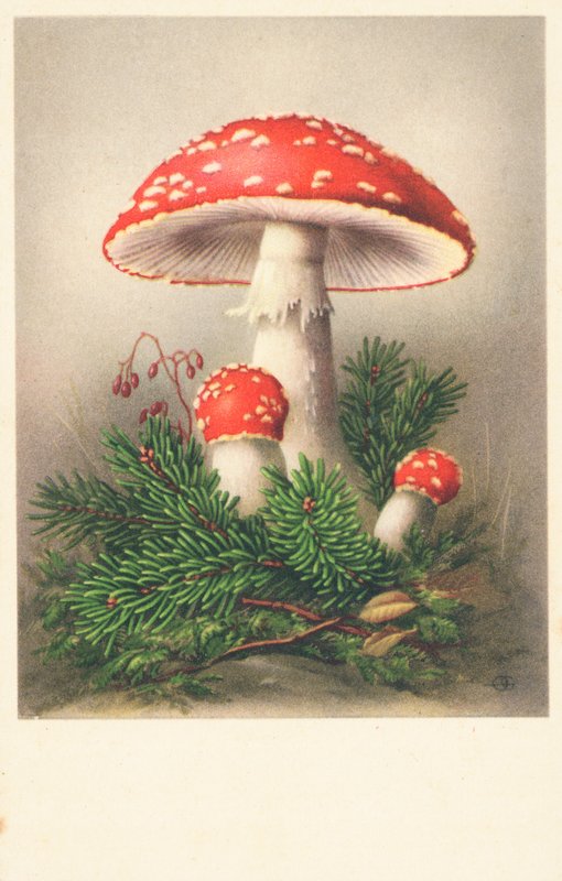 Roodkapjes paddenstoelen door English School