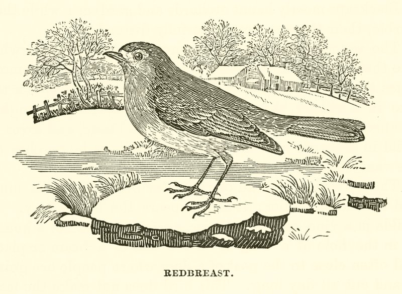 Roodborst (gravure) door English School