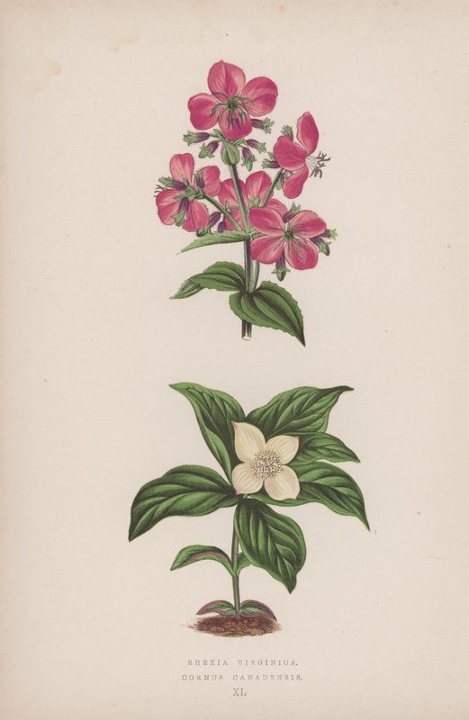 Rhexia Virginica; Cornus Canadensis (kleur litho) door English School