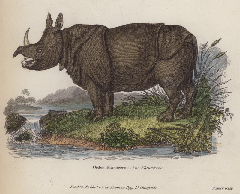 Neushoorn (gekleurde gravure) door English School