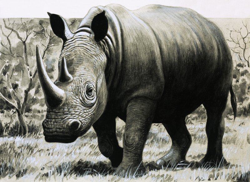 Neushoorn door English School