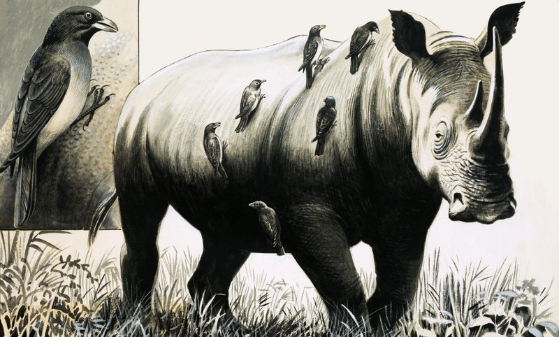 Neushoorn en ossenpootvogel door English School