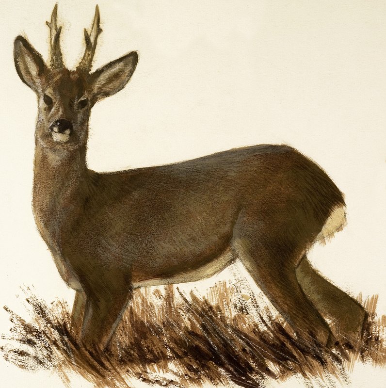 Roe Deer door English School