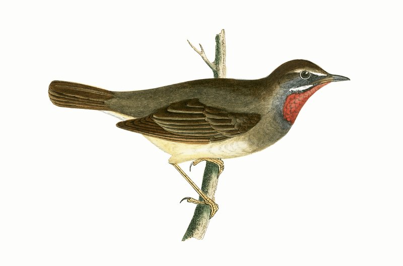 Robijnkeelzanger, illustratie uit 
