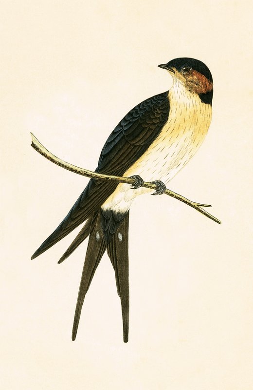 Roodbruine zwaluw, illustratie uit 