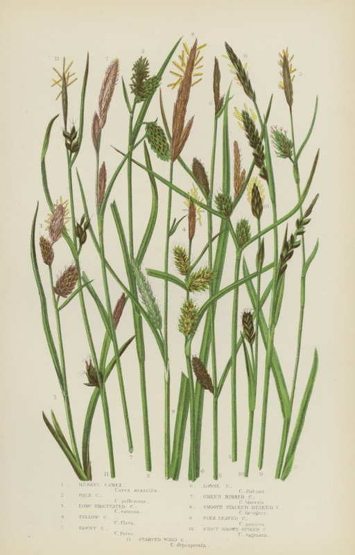 Roodbruine Carex, Bleke Carex, Lang Bracteated Carex, Gele Carex, Tawny Carex, Losse Carex (kleur litho) door English School