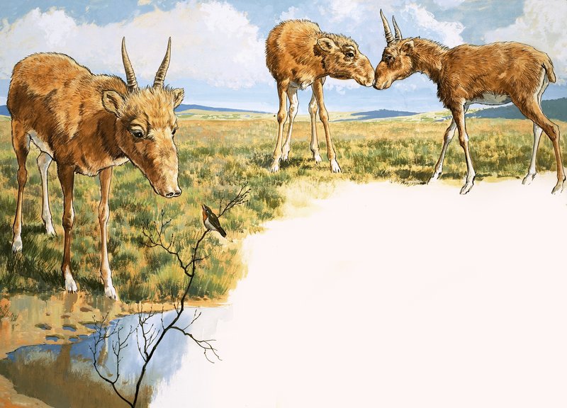 Saiga-antilope door English School