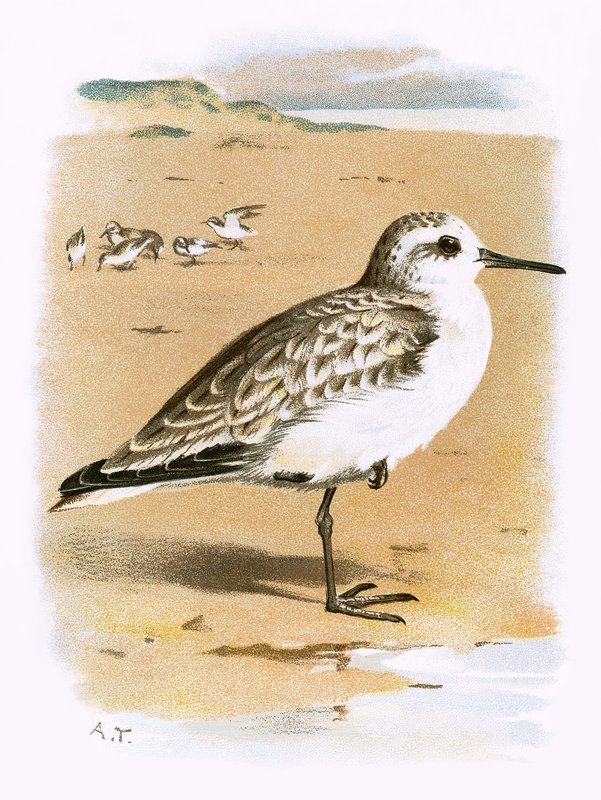 Strandloper door English School