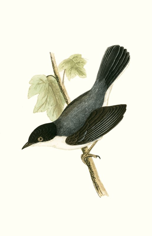 Sardijnse Zwartkop, illustratie uit 