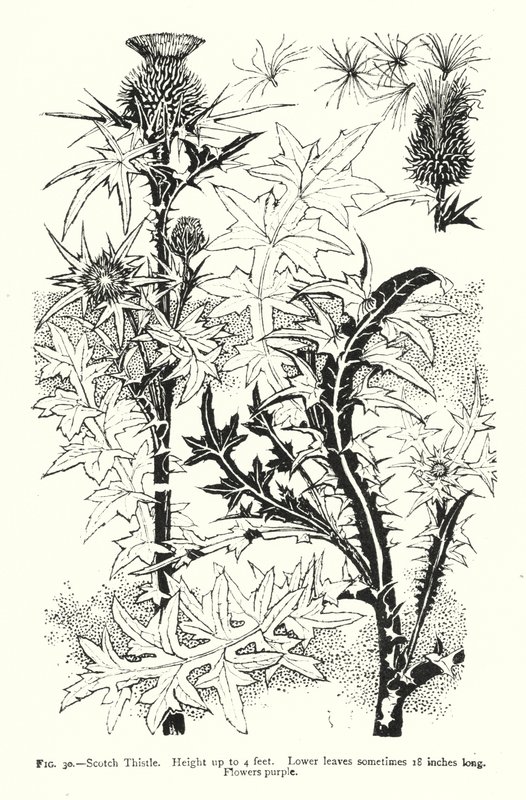 Schotse Distel; Hoogte tot 4 voet; Onderste bladeren soms 18 inch lang; Bloemen paars door English School