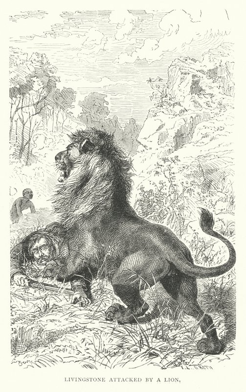 Schotse missionaris David Livingstone aangevallen door een leeuw in Afrika door English School