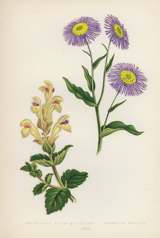 Scutellaria Alpina B Lupulina; Stenactis Speciosa door English School