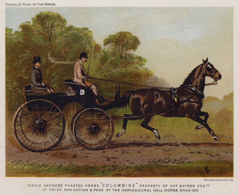 Enkelspan Phaeton-paard "Columbine," eigendom van Charles Baynes Esq door English School