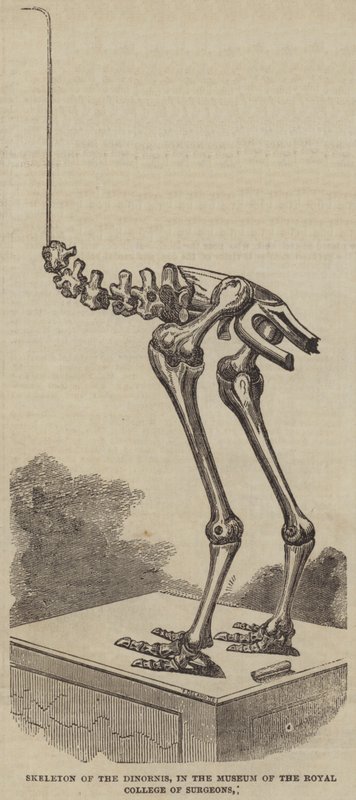 Skelet van de Dinornis, in het Museum van het Royal College of Surgeons (gravure) door English School