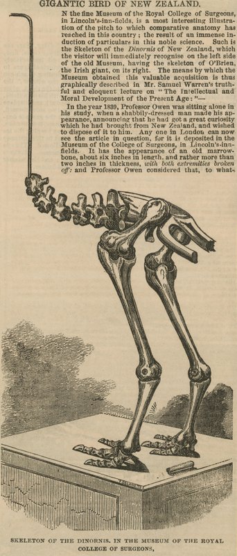 Skelet van de dinornis, een gigantische vogel uit Nieuw-Zeeland door English School