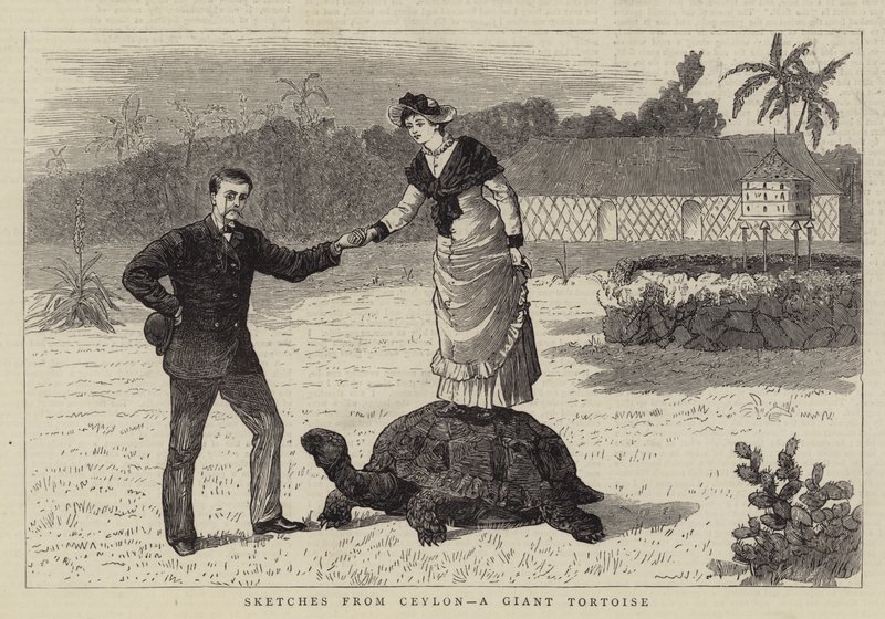 Schetsen uit Ceylon, een reuzenschildpad door English School
