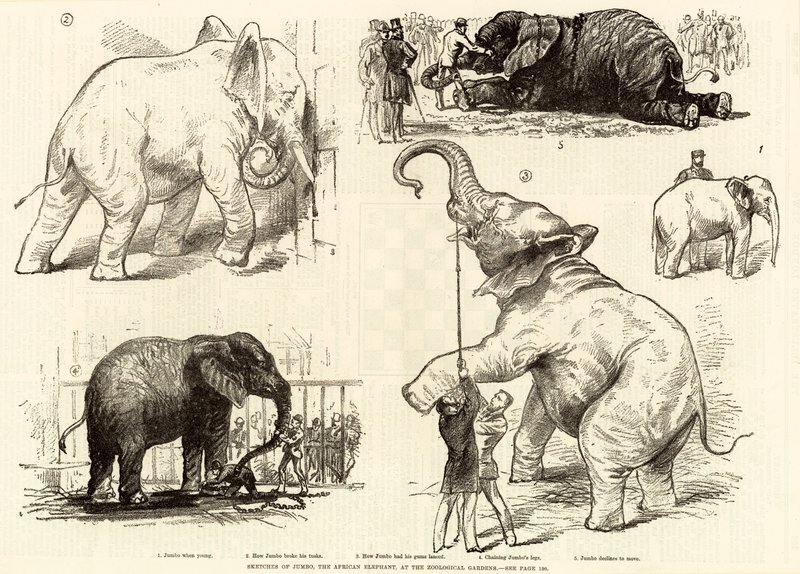 Schetsen van Jumbo, de Afrikaanse olifant, in de dierentuin door English School