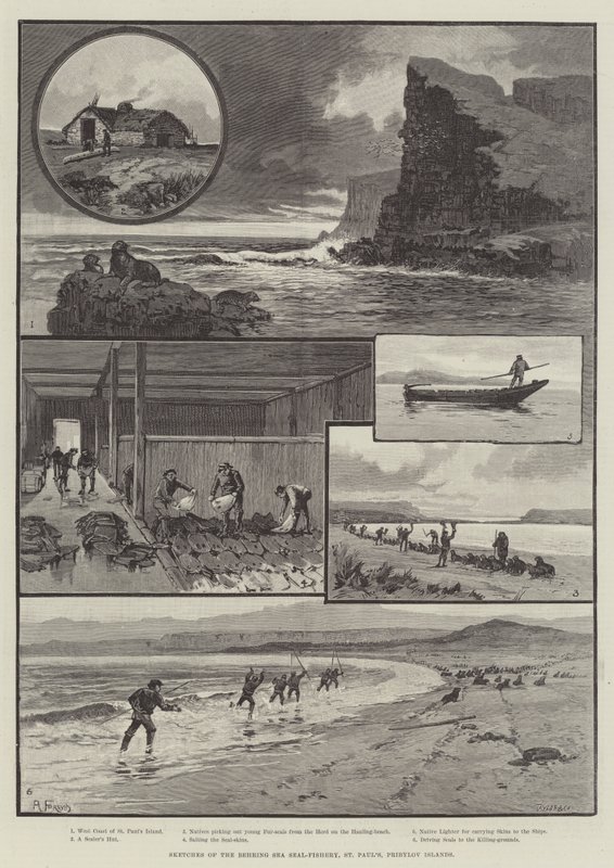 Schetsen van de Behringzee Zeehondenvisserij, St. Paul