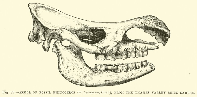 Schedel van fossiele neushoorn (R leptorhinus, Owen), uit de Thames Valley baksteen-aarden door English School