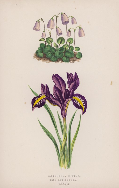 Soldanella Minima; Iris Reticulata door English School