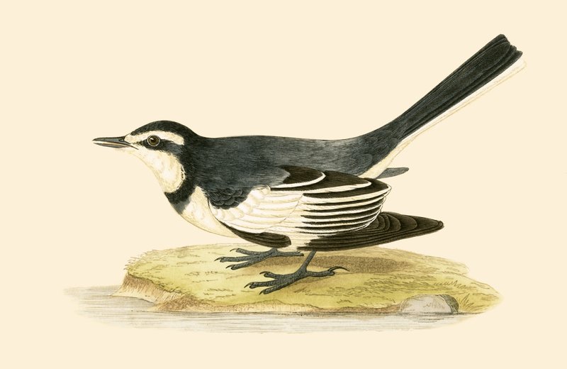 Somber kwikstaartje, illustratie uit 