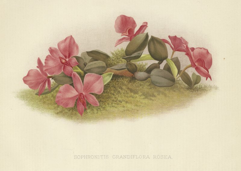 Sophronitis grandiflora rosea door English School