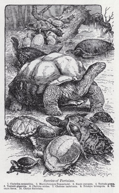Soorten schildpadden door English School