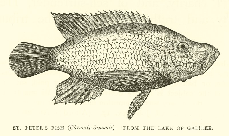 St. Petrusvis (Chromis Simonis), uit het Meer van Galilea door English School