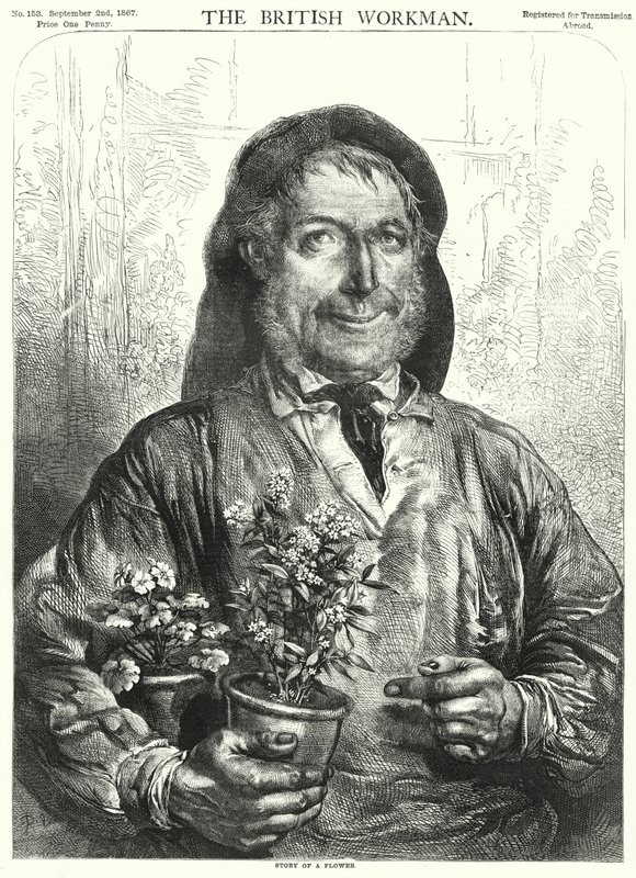 Verhaal van een bloem (gravure) door English School