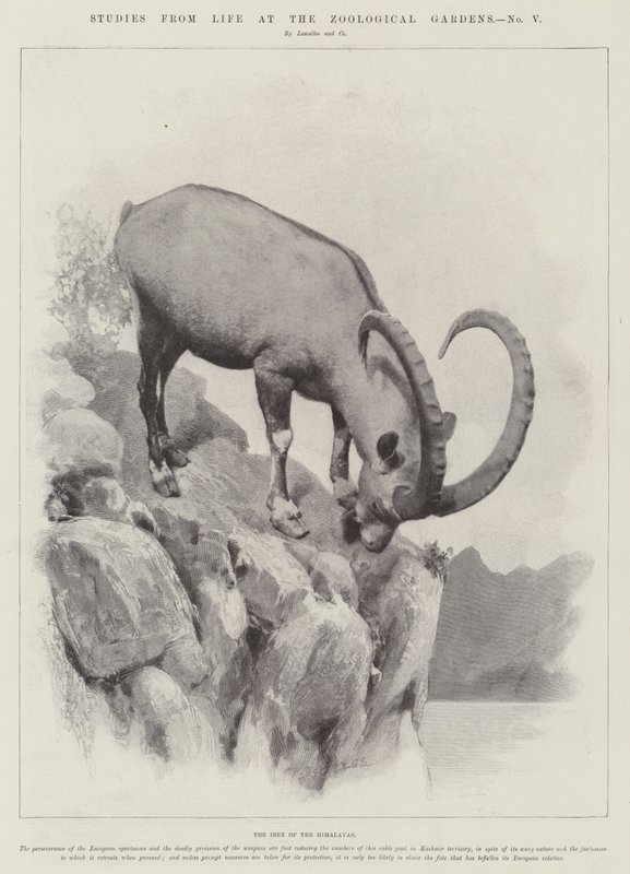 Studies uit het leven in de dierentuin (gravure) door English School
