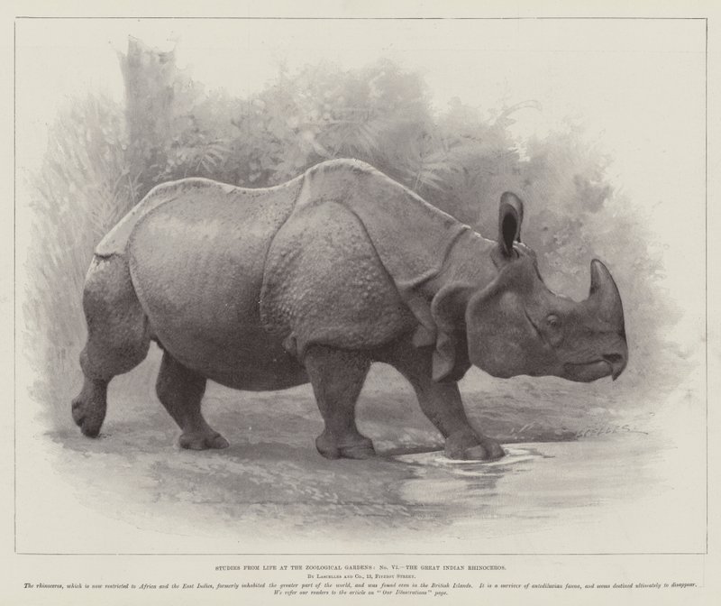 Studies uit het leven in de dierentuin, de grote Indische neushoorn door English School
