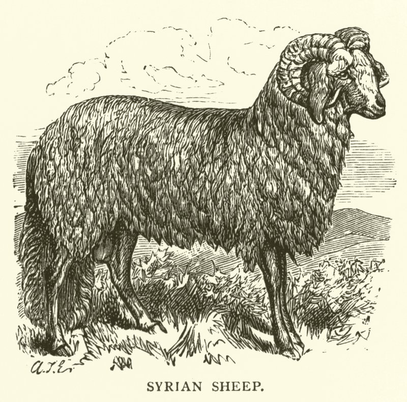 Syrische Schapen door English School