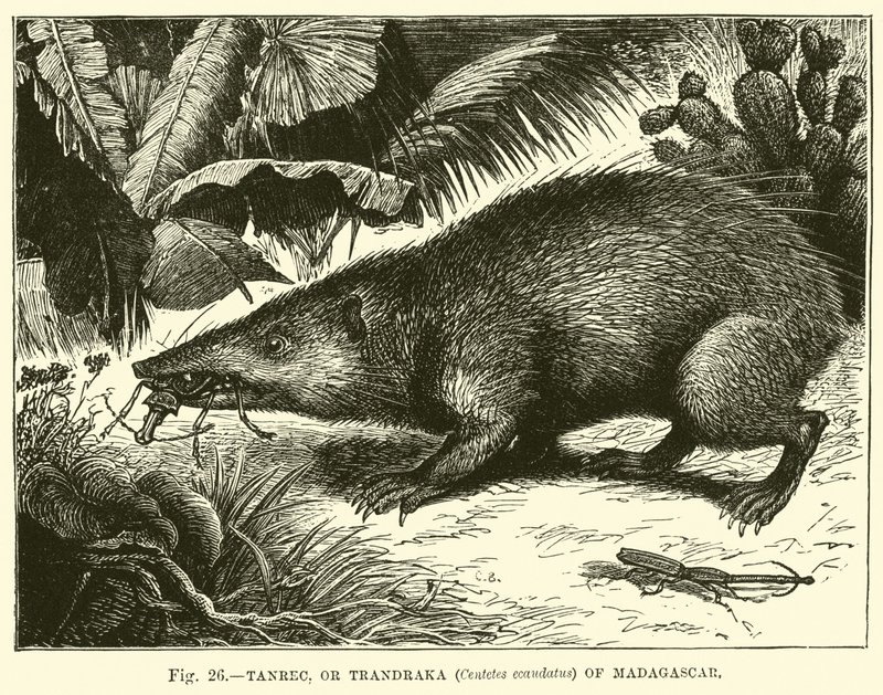 Tanrec, of Trandraka (Centetes ecaudatus) van Madagaskar door English School