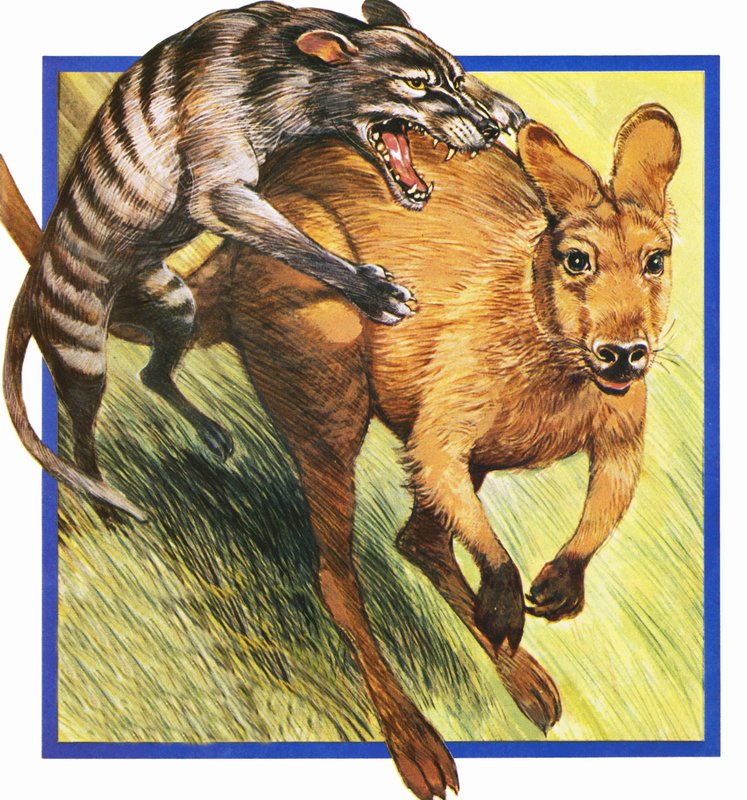 Tasmaanse wolf die een kangoeroe aanvalt door English School