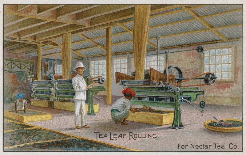 Theebladrollen, voor Nectar Tea Co, handelskaart door English School