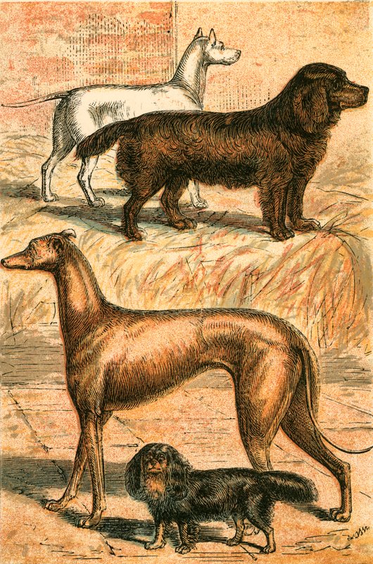 Terriër, Spaniël, Windhond en King Charles Spaniël door English School
