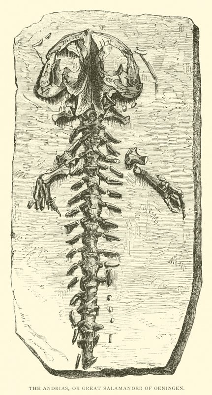 De Andrias, of Grote Salamander van Oeningen door English School