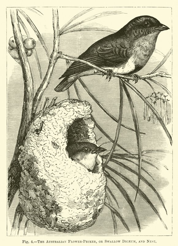 De Australische Bloemvink, of Zwaluw Dicaeum, en Nest door English School