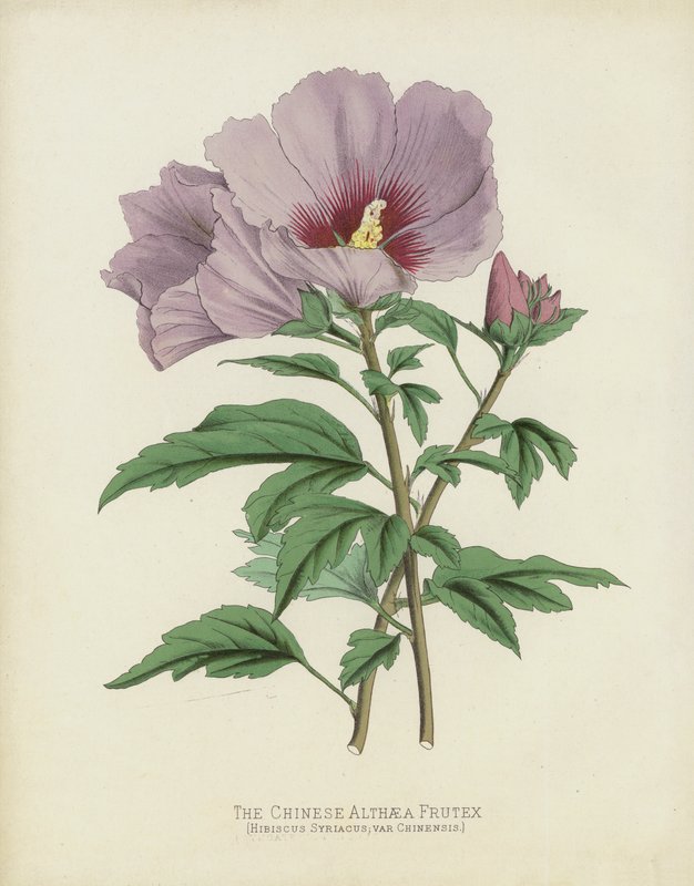 De Chinese Althaea Frutex, Hibiscus Syriacus; var Chinensis door English School