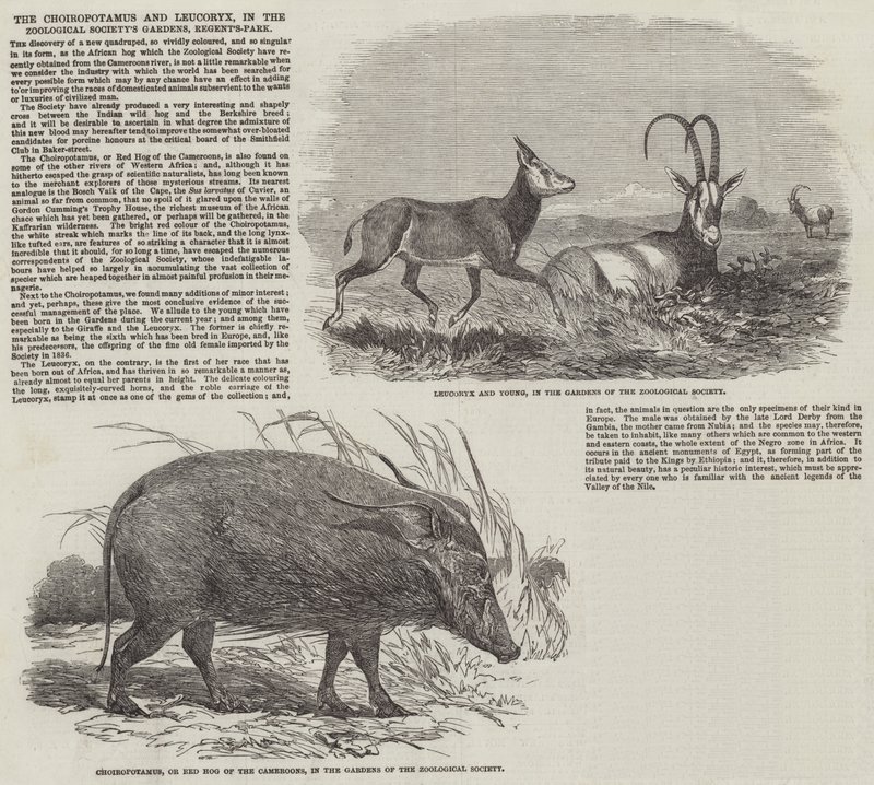 De Choiropotamus en Leucoryx, in de tuinen van de Zoological Society, Regent