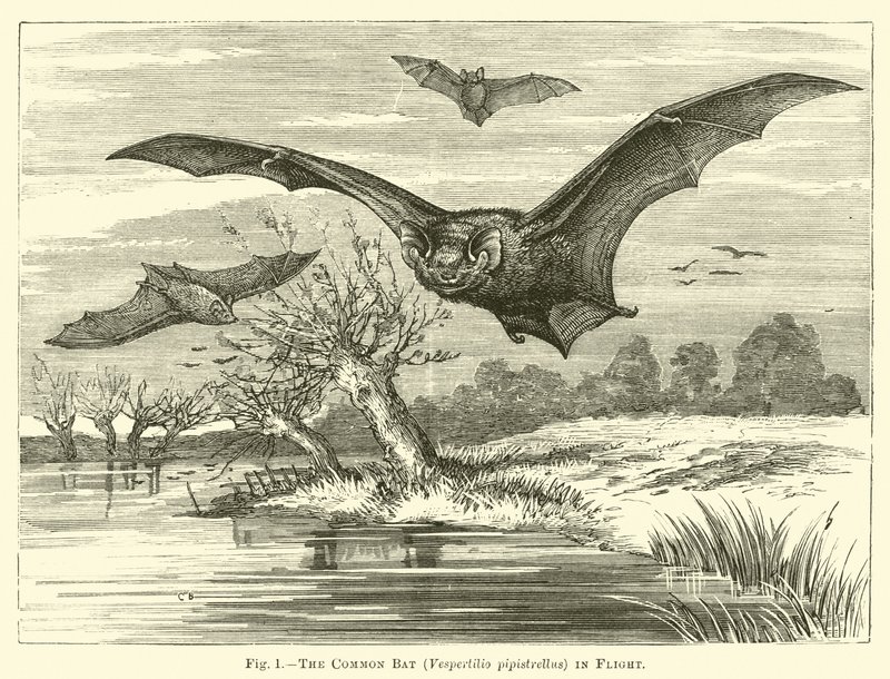 De Gewone Vleermuis, Vespertilio pipistrellus, in Vlucht door English School