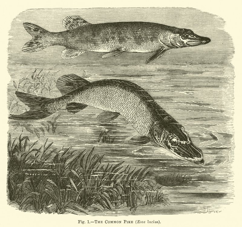 De Gewone Snoek, Esox lucius door English School